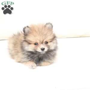 Jack, Pomeranian Puppy