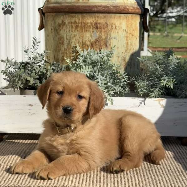 Tallulah, Golden Retriever Puppy