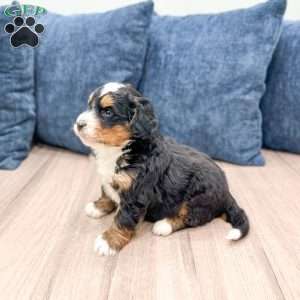 Nash, Mini Bernedoodle Puppy
