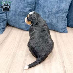 Nash, Mini Bernedoodle Puppy