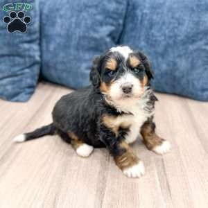 Nash, Mini Bernedoodle Puppy