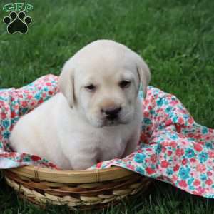 Iris, Yellow Labrador Retriever Puppy