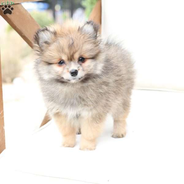 Poppy, Pomeranian Puppy