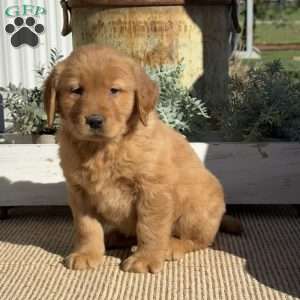 Tucker, Golden Retriever Puppy