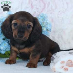 Harper, Dachshund Puppy