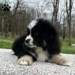 Ava, Miniature Australian Shepherd Puppy