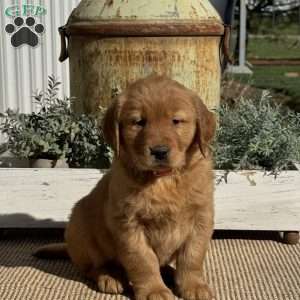 Tucker, Golden Retriever Puppy