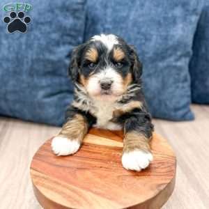 Nash, Mini Bernedoodle Puppy
