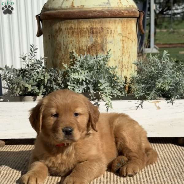 Tucker, Golden Retriever Puppy