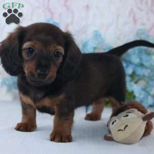 Harper, Dachshund Puppy