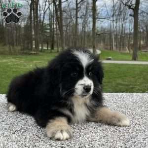 Ava, Miniature Australian Shepherd Puppy