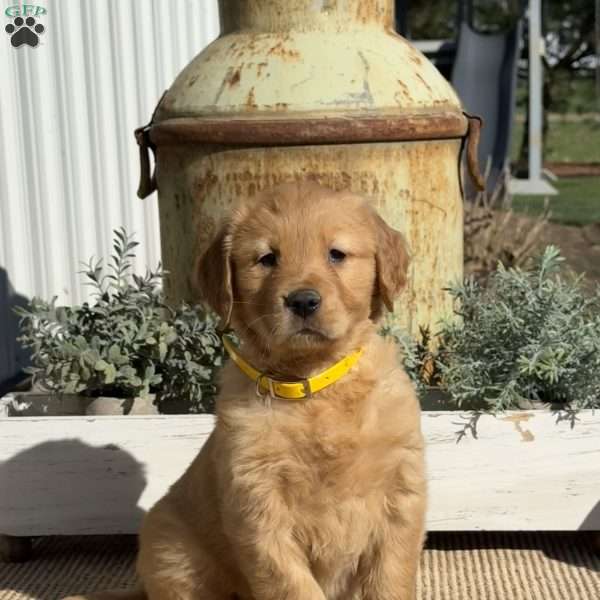 Tabitha, Golden Retriever Puppy