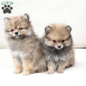 Jack, Pomeranian Puppy