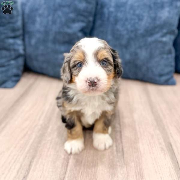 Cain, Mini Bernedoodle Puppy