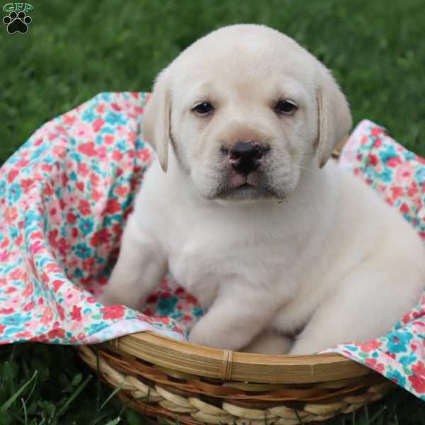 Iris, Yellow Labrador Retriever Puppy