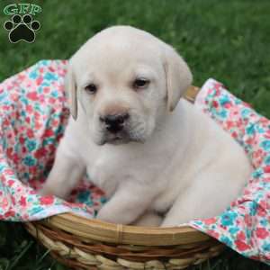 Iris, Yellow Labrador Retriever Puppy