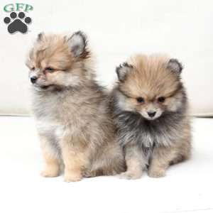 Jack, Pomeranian Puppy