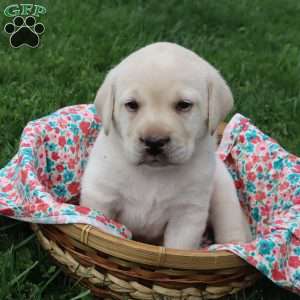 Iris, Yellow Labrador Retriever Puppy