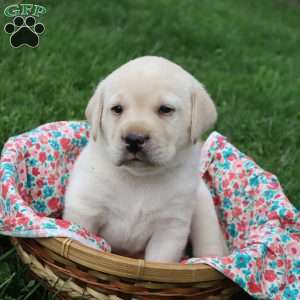Iris, Yellow Labrador Retriever Puppy