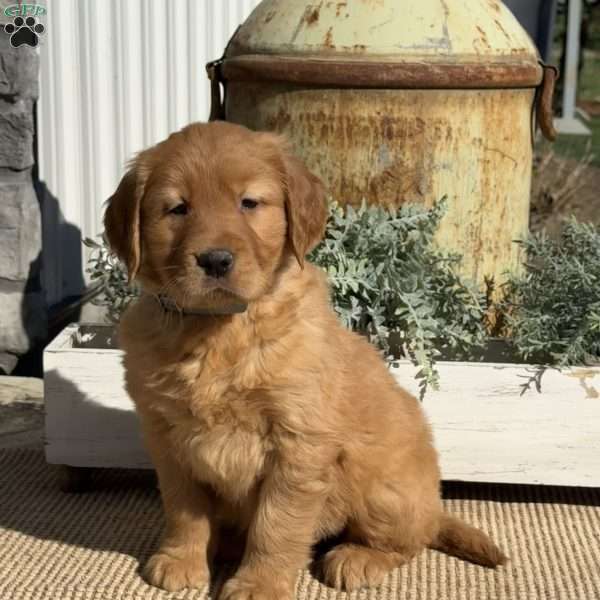 Tex, Golden Retriever Puppy