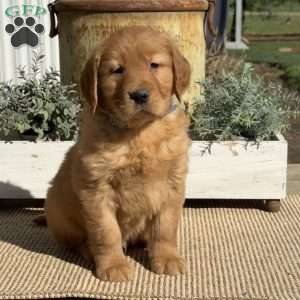 Tex, Golden Retriever Puppy