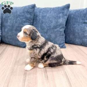Cain, Mini Bernedoodle Puppy