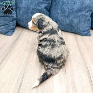 Cain, Mini Bernedoodle Puppy