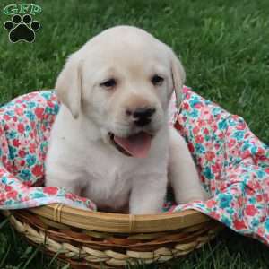 Iris, Yellow Labrador Retriever Puppy