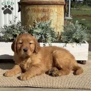 Tex, Golden Retriever Puppy