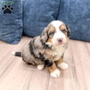 Cain, Mini Bernedoodle Puppy