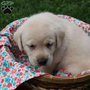 Irene, Yellow Labrador Retriever Puppy