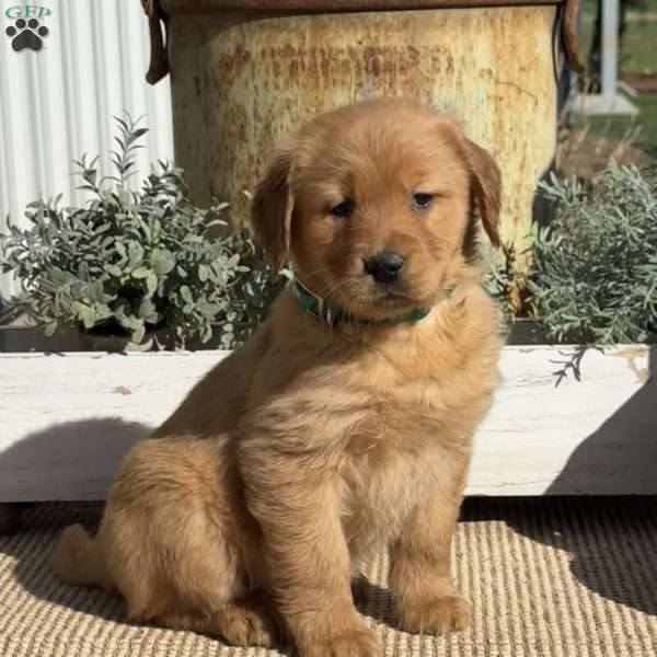 Tootsie, Golden Retriever Puppy