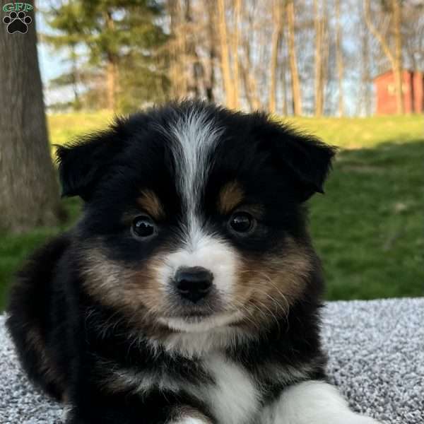 Cody, Miniature Australian Shepherd Puppy