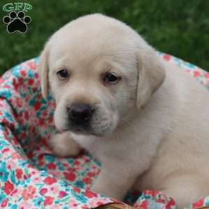 Irene, Yellow Labrador Retriever Puppy