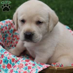 Irene, Yellow Labrador Retriever Puppy