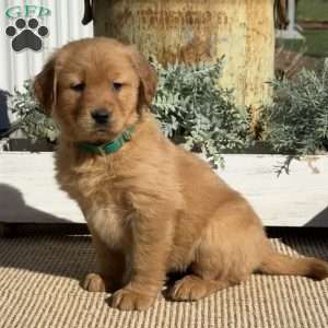 Tootsie, Golden Retriever Puppy