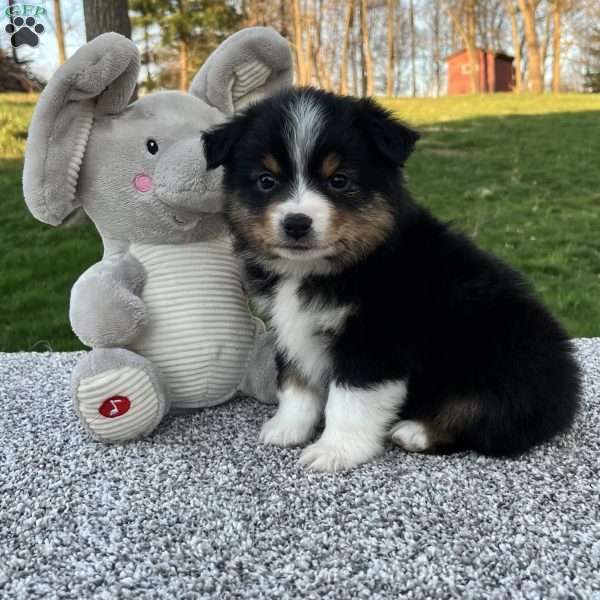 Cody, Miniature Australian Shepherd Puppy