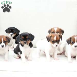 Walter, Cavalier King Charles Mix Puppy