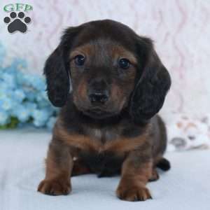 Hayden, Dachshund Puppy