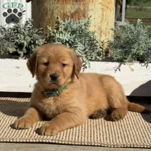 Tootsie, Golden Retriever Puppy
