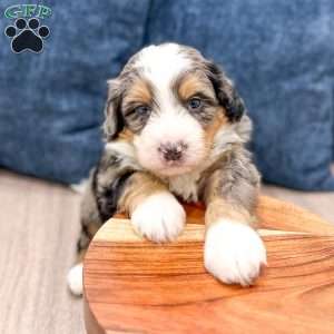 Cain, Mini Bernedoodle Puppy