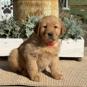 Trisha, Golden Retriever Puppy