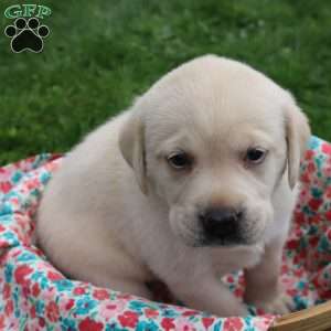 Irene, Yellow Labrador Retriever Puppy