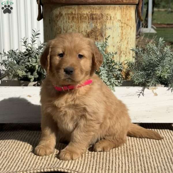 Trisha, Golden Retriever Puppy