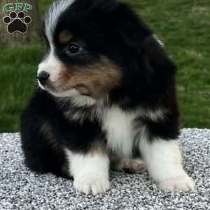 Cody, Miniature Australian Shepherd Puppy
