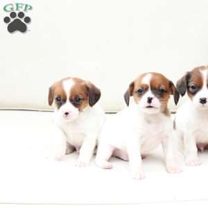 Chase, Cavalier King Charles Mix Puppy