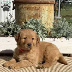 Trisha, Golden Retriever Puppy