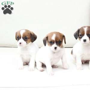 Charlie, Cavalier King Charles Mix Puppy