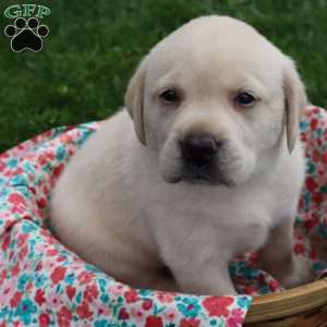 Irene, Yellow Labrador Retriever Puppy