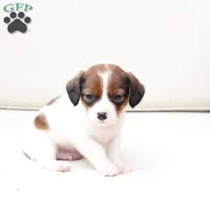 Charlie, Cavalier King Charles Mix Puppy